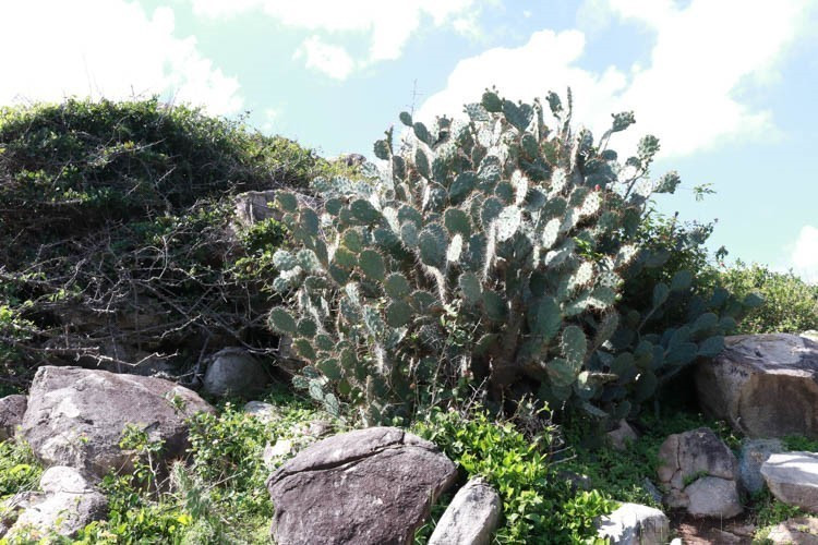 Avec son exceptionnelle biodiversité, le Parc national de Nui Chua (Ninh Thuân) est un pôle d'attraction pour les touristes et les scientifiques. Il est particulièrement prisé des amoureux de la nature désireux d'explorer les mystères de l'écosystème sec le plus caractéristique du Vietnam. Sur la photo : Le cactus, plante emblématique, est une espèce typique du parc national, parfaitement adaptée à la sécheresse.. Photo : Nguyen Thanh – VNA