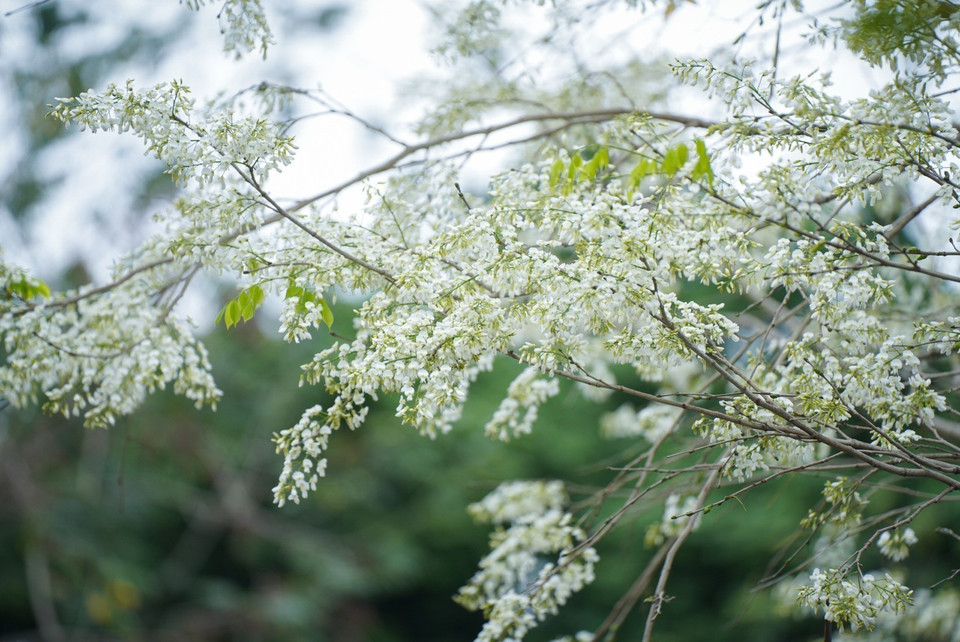 Les fleurs de "sua" fascinent les habitants de Hanoï et de nombreux visiteurs. Photo : VNA