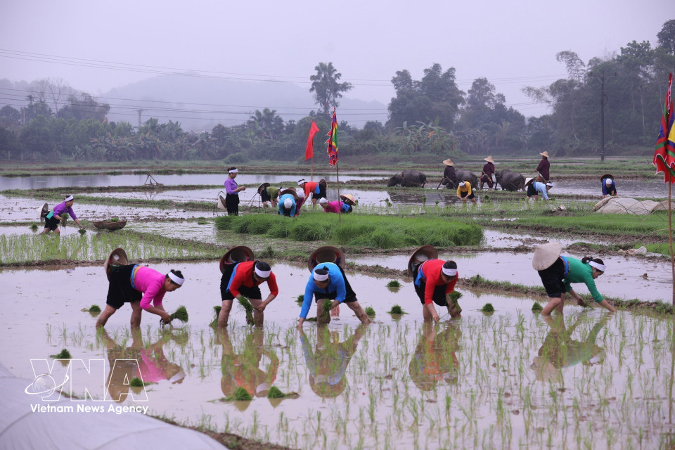 Des membres de l'ethnie Muong effectuent le rite traditionnel de la descente aux champs pour la plantation du riz irrigué, marquant le début de la saison agricole. Photo : Trong Dat - VNA