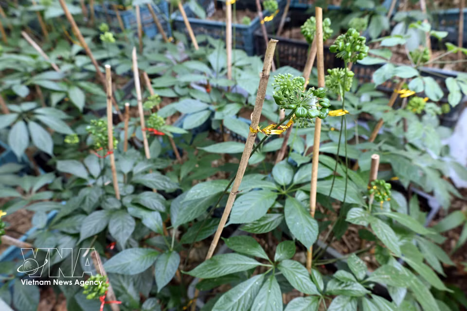 Les plants de ginseng, chargés de fruits, à l'approche de la saison de récolte. Photo : Do Truong/VNA