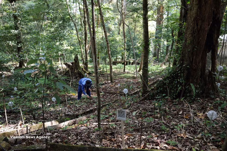 La pépinière de ginseng Ngoc Linh située à la station de plantes médicinales de Tra Linh. Photo : Do Truong/VNA