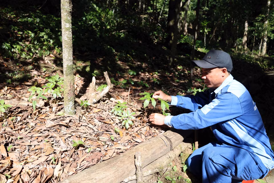 Des plants de ginseng Ngoc Linh à l'état naturel sous la canopée forestière de la Station de plantes médicinales de Tra Linh. Photo : Do Truong/VNA