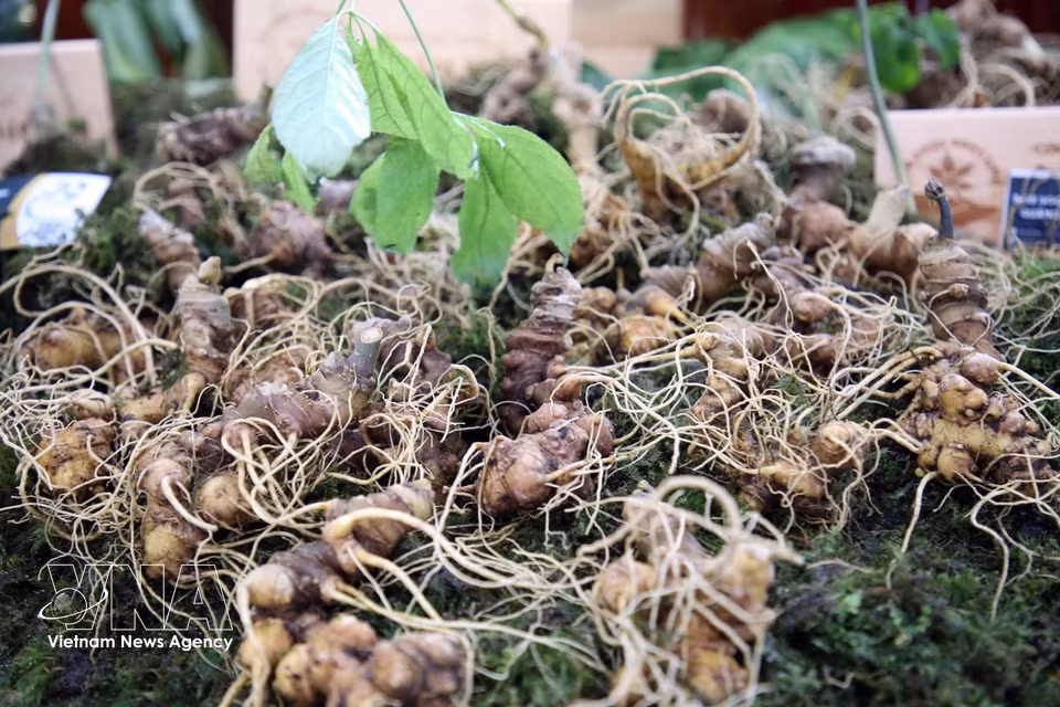 Des racines de ginseng Ngoc Linh, vendues plusieurs dizaines de millions de dôngs le kilogramme, lors d'une foire. Photo : Do Truong/VNA