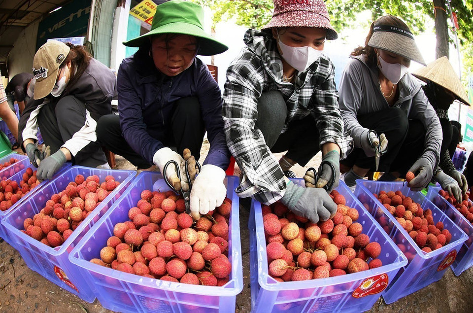 Conditionnement et conservation de litchis pour l'exportation au district de Luc Ngan, province de Bac Giang. Photo : Vu Sinh - VNA