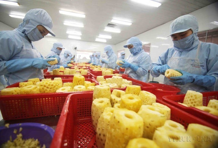Le Vietnam exporte une gamme variée de produits vers la Lituanie. Ces exportations incluent des denrées agricoles essentielles telles que le riz, des produits aquatiques, des légumes, du thé, du poivre, des noix de cajou et des produits en bois. La photo montre la transformation d'ananas en conserve à l'usine de la société par actions d'import-export de produits agricoles An Giang. Photo : VNA