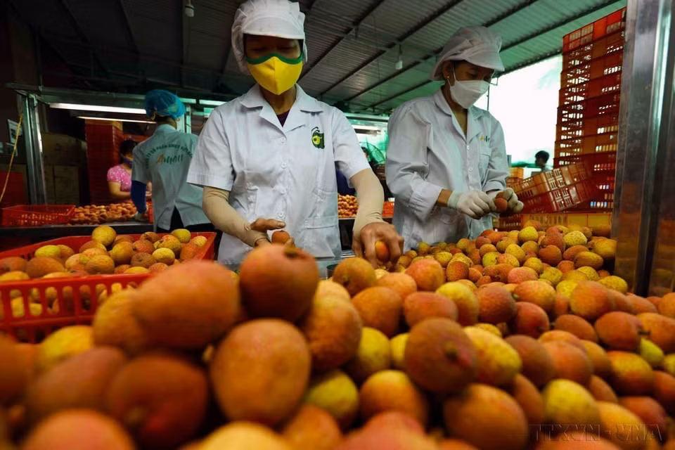 Le Vietnam exporte vers la Nouvelle-Zélande des mangues, des fruits du dragon et des ramboutans, appréciés pour leur qualité. Sur la photo : Traitement préliminaire et emballage des litchis destinés à l'exportation à la compagnie par actions AMEII Vietnam (commune de Thanh Xa, district de Thanh Hà). Photo : Vu Sinh – VNA