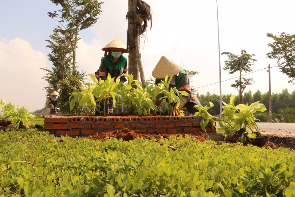 Des ouvriers sont en pleine opération de plantation d'arbres le long de la voie d'accès, finalisant ainsi l'aménagement paysager de la route menant à l'aéroport de Long Thành. Photos : VNA