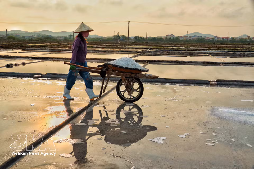 À la fin de la journée, les dernières charges de sel quittent lentement les champs salants. Photo : VNA