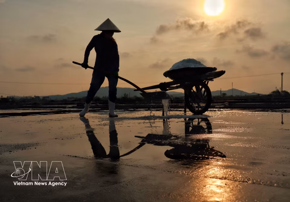Un saunier de Tan Mai ratisse le sel sur les étendues blanchies des marais salants. Photo : VNA ​ ﻿