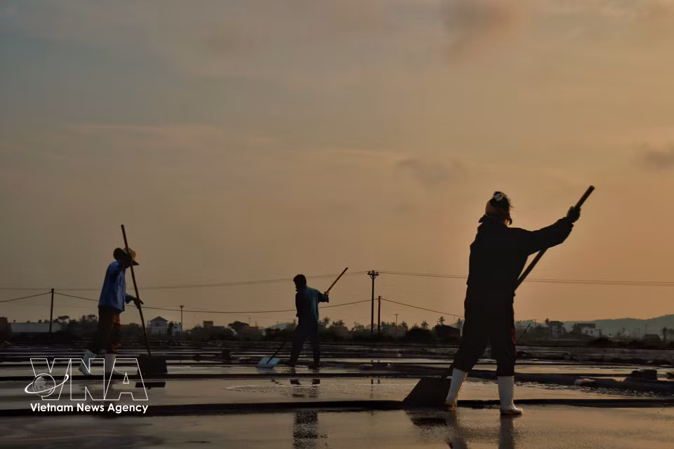 Sous un soleil éclatant, les salines vivent au rythme silencieux des différentes étapes de production. Photo : VNA