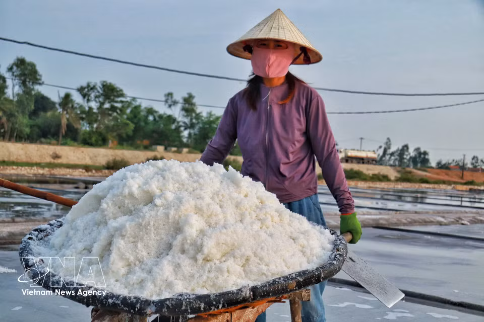 Des brouettes chargées de sel avancent entre les casiers salins, traçant des chemins blancs sous la lumière. Photo : VNA