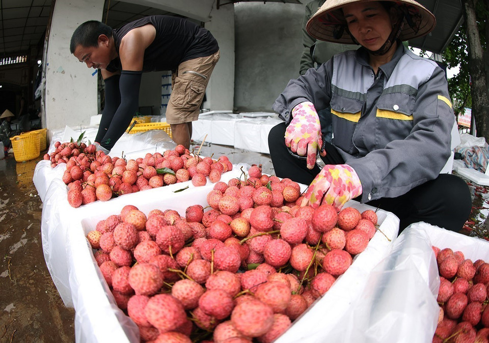 Selon le Département de la production et de la protection des plantes (relevant du ministère de l'Agriculture et de l'Environnement), la province de Bac Giang maintient sa position de leader national en matière de production de litchis, avec un volume dépassant les 173 000 tonnes. Photo : Vu Sinh - VNA