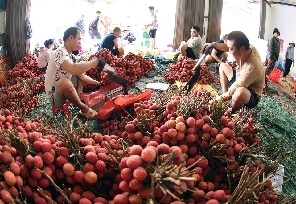 Dès le début de la saison, la province de Bac Giang a activement préparé toutes les conditions nécessaires à une consommation optimale des litchis, couvrant la récolte, le prétraitement et le transport. Photo : Vu Sinh - VNA