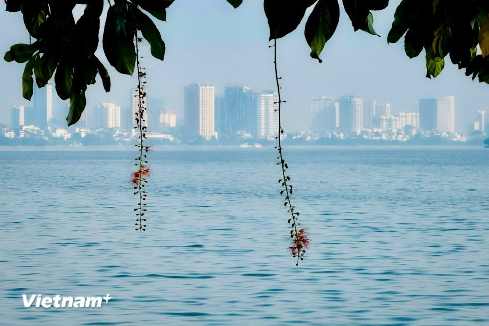 Le lac de l'Ouest est connu sous plusieurs noms tels que Xac Cao, Kim Nguu, Lang Bac, Dâm Dàm et Doài Hô. Il s'agit du plus grand lac de la région du delta du fleuve Rouge. Photo : Trân Huong Son/Vietnam+