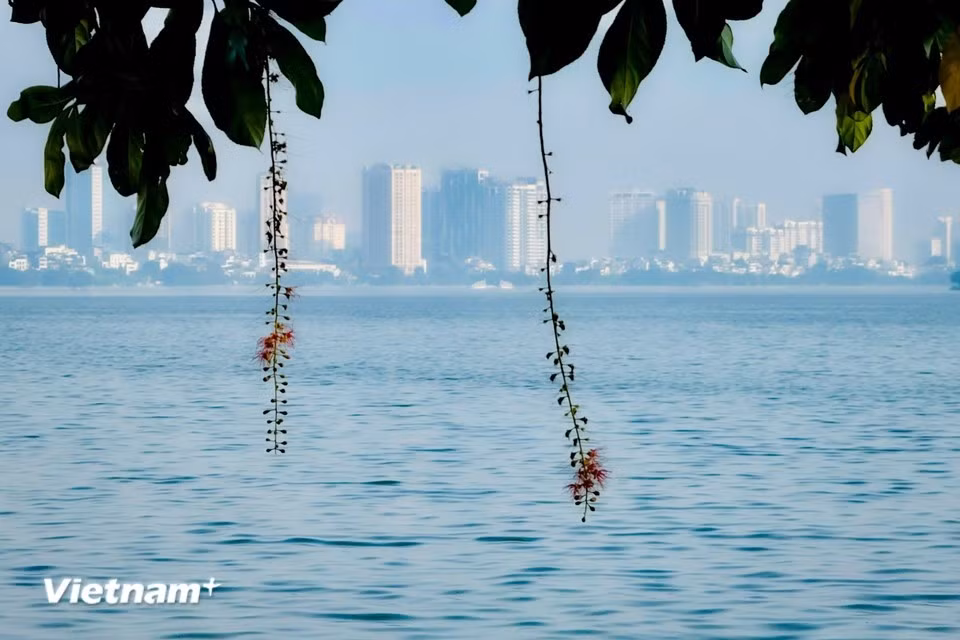 Le lac de l'Ouest est connu sous plusieurs noms tels que Xac Cao, Kim Nguu, Lang Bac, Dâm Dàm et Doài Hô. Il s'agit du plus grand lac de la région du delta du fleuve Rouge. Photo : Trân Huong Son/Vietnam+