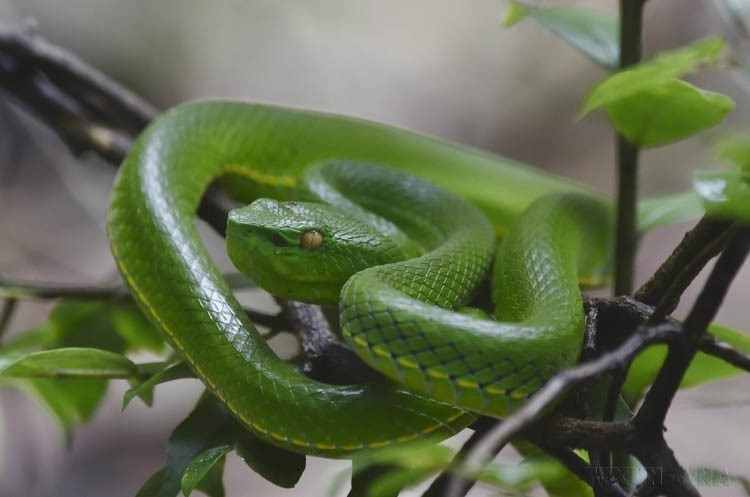 Le parc abrite une flore et une faune diverses et riches, jouant un rôle essentiel dans la conservation des ressources génétiques endémiques et la protection de l’environnement écologique. Photo : VNA