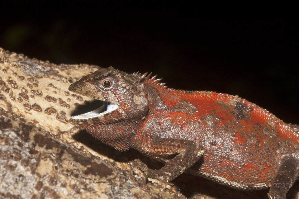 De nombreux animaux rares et menacés vivent dans le Parc national de Ta Dung (Dak Nong). Photo : VNA