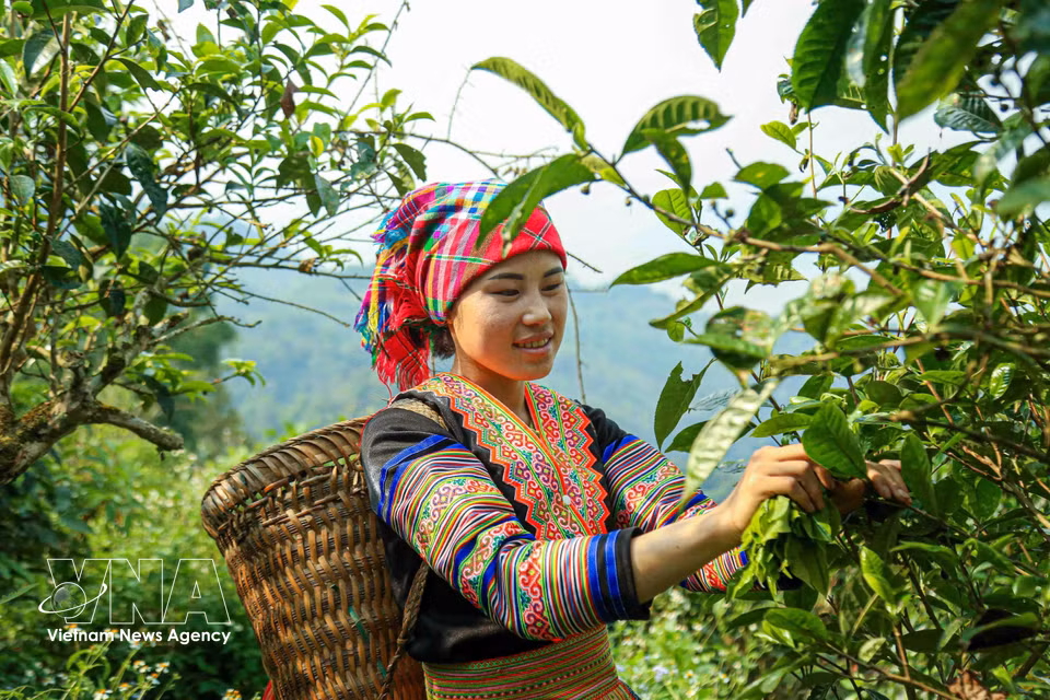 Des mains expertes sélectionnent les jeunes bourgeons, chacun portant en lui non seulement la saveur des montagnes, mais aussi l’espoir d’une vie plus stable pour les populations locales. Photo : VNA