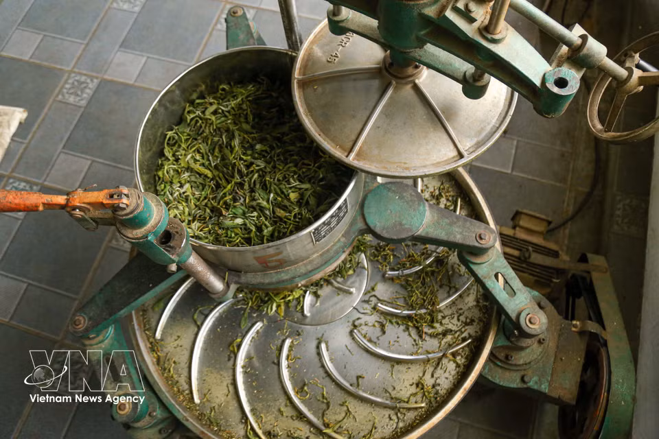 L'étape du roulage mécanique permet de mieux façonner les bourgeons. Les nervures sur le plateau de roulage libèrent les huiles essentielles, créant la saveur riche et caractéristique de ce thé des zones montagneuses. Photo : VNA
