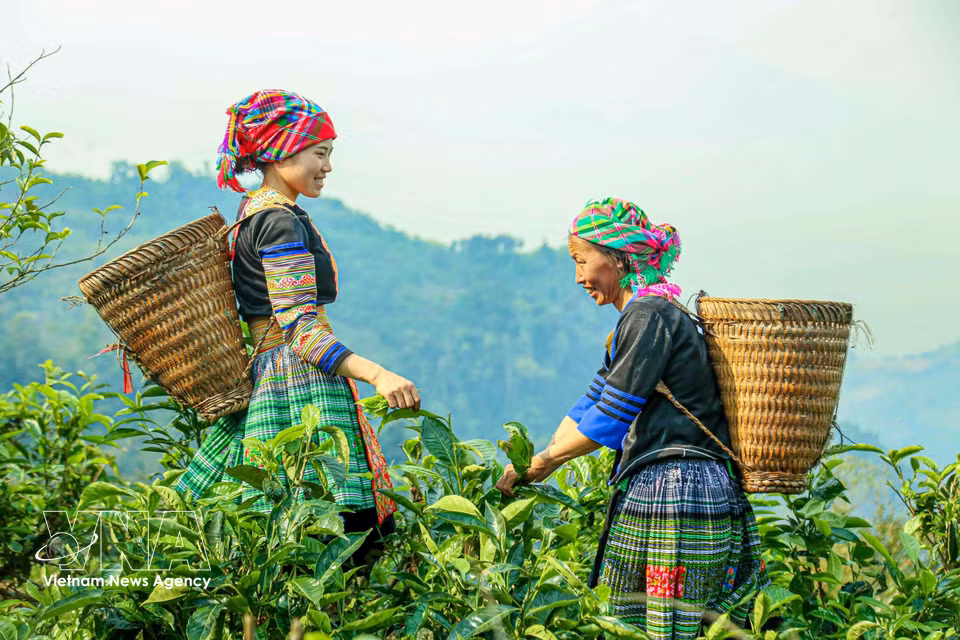 Femmes H’mong récoltant le thé Shan Tuyet sur les pentes couvertes de théiers séculaires. ﻿Photo : VNA