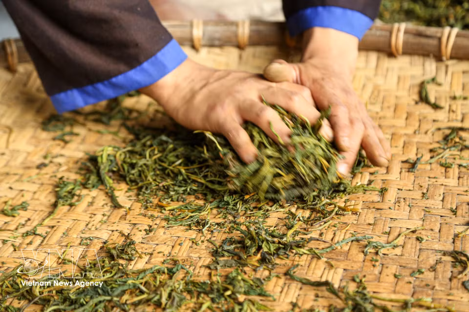 Avant l'introduction des machines, les habitants de Suoi Giang transformaient le thé Shan Tuyet par une méthode de roulage manuel, une technique exigeant de la dextérité et de l'expérience. Photo : VNA
