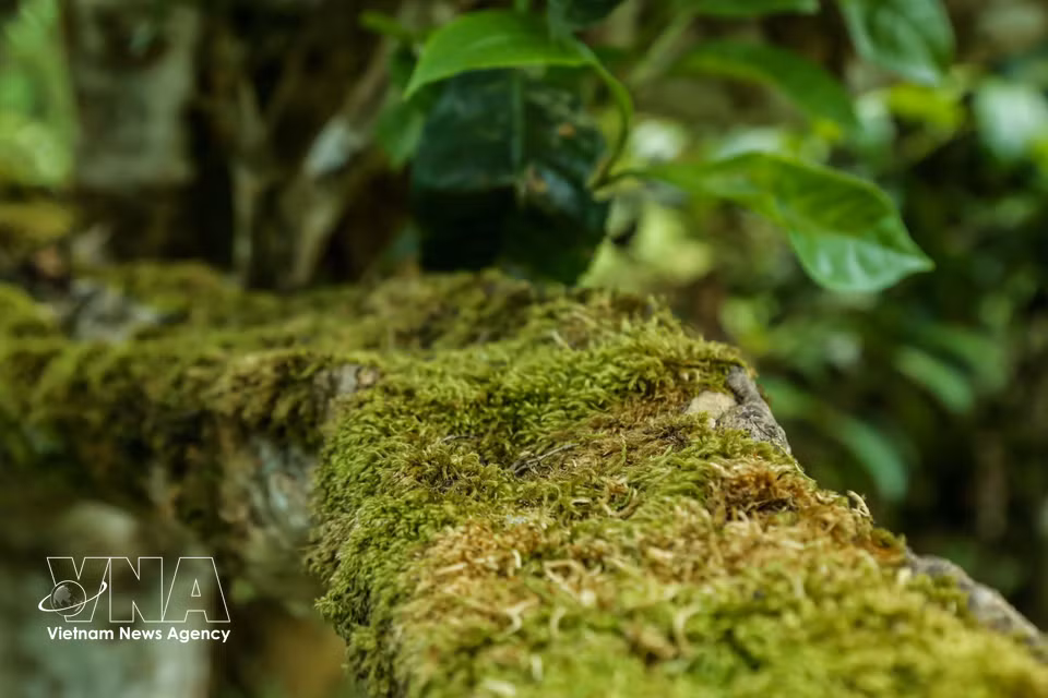 La couche de mousse verte qui recouvre le tronc des théiers Shan Tuyet constitue une caractéristique facilement reconnaissable de ces arbres séculaires, qui prospèrent dans un climat frais et très humide tout au long de l’année. Photo : VNA