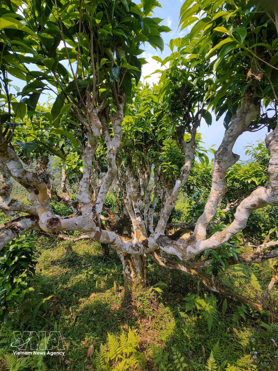Les théiers séculaires Shan Tuyet de Suoi Giang (Yen Bai) se distinguent par leur grande taille, leurs troncs imposants nécessitant l’envergure d’une à deux personnes pour les enlacer. Ces arbres sont âgés de plusieurs centaines d’années. Photo : VNA
