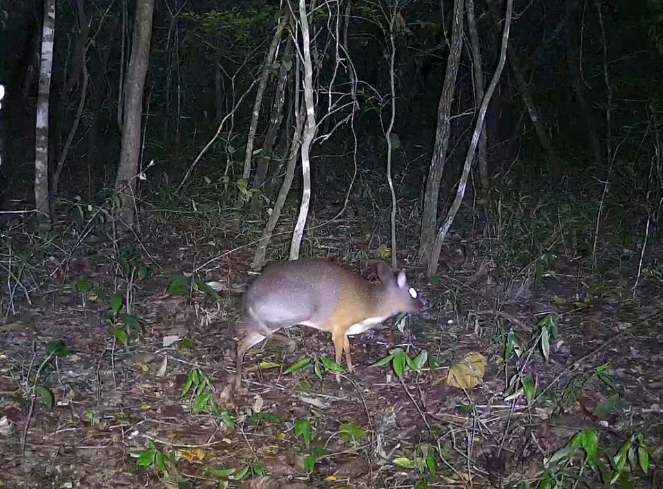 Un chevrotain doré à dos argenté, classé en danger critique, observé pour la première fois à Ea Sô. (Photo : CCD)