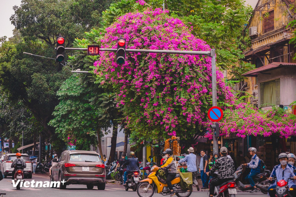 Chaque saison est un pan de l'histoire de la capitale, illustré par des fleurs comme autant de chapitres distincts. (Photo : Minh Son/Vietnam+)