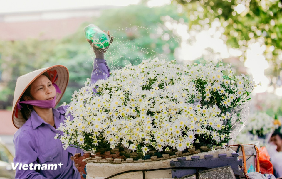 Les saisons florales de Hanoï dictent l'atmosphère de la ville. Des fleurs de pêcher du Têt aux lotus de l'été, chaque floraison offre un cadre naturel exceptionnel pour capturer l'essence de la vie hanoïenne (Photo : Minh Son/Vietnam+)