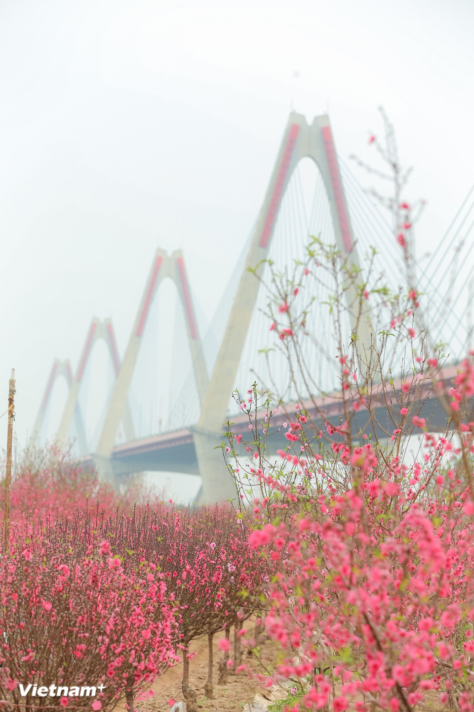 Les branches de pêcher en fleurs s'invitent à chaque coin de rue, des champs riverains aux balcons du vieux quartier, symbolisant l'espoir et les retrouvailles. (Photo : Minh Son/Vietnam+)