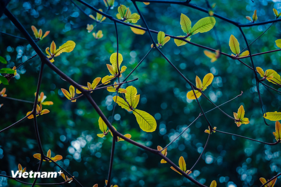La saison de la mue des arbres transforme le visage de la ville, tel un changement de parure. (Photo : Minh Son/Vietnam+)