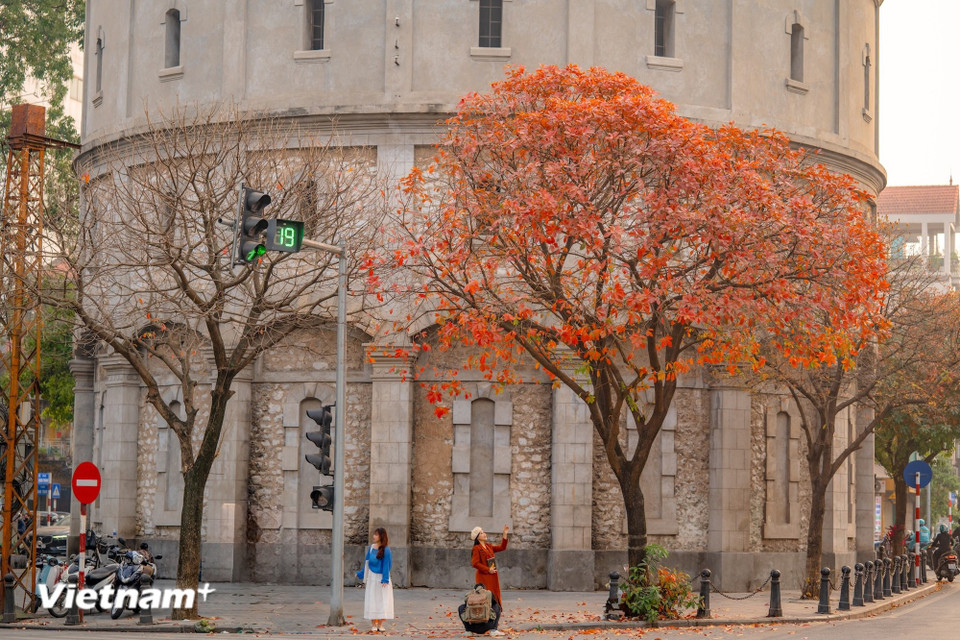 Les fleurs du printemps touchent les cœurs par leur profonde beauté. (Photo : Minh Son/Vietnam+)