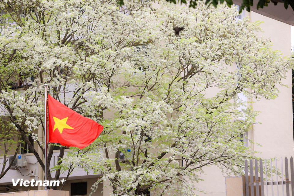 L'éclosion soudaine et immaculée des fleurs de "sua" semble suspendre le temps dans les rues de la capitale au début du printemps. (Photo : Minh Son/Vietnam+)