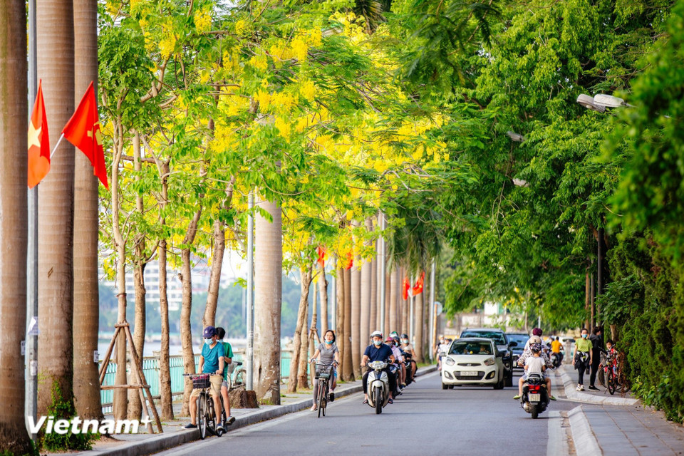 Les artères longeant le lac de l'Ouest s'illuminent sous le jaune vif des fleurs de canéficier. (Photo : Minh Son/Vietnam+)