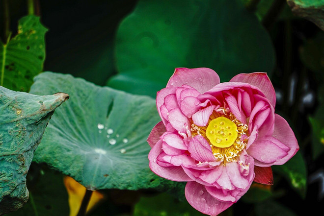 La fleur de lotus était un symbole de pureté et d'innocence pour les Vietnamiens, représentant l'esprit et l'identité vietnamienne. Les Vietnamiens sont fiers de montrer la beauté du lotus à leurs amis internationaux. Le lotus est une source d'inspiration pour la poésie, la musique, la peinture et de nombreuses œuvres littéraires et artistiques. Cette fleur est également utilisée dans divers produits de la vie quotidienne. Photo : VNA 2 avatar.jpg