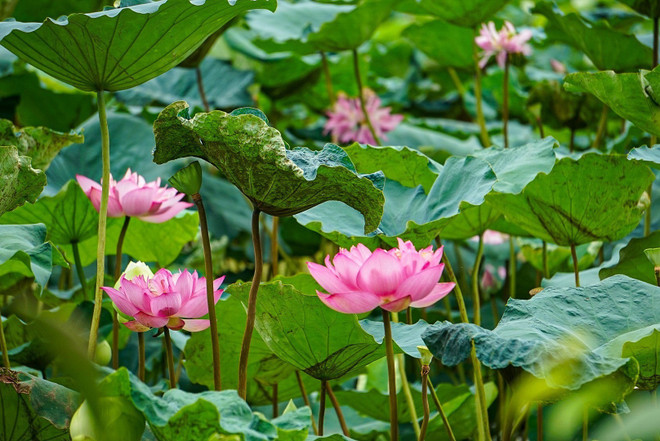 Le lotus Bach Diêp est une variété de lotus célèbre de la capitale qui se distingue par sa fleur grande et parfumée. Photo : VNA 1 (1).jpg