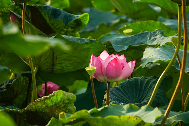 La beauté pure et particulière du lotus Bach Diêp dans le lac de l'Ouest. Photo : VNA 4 (1).jpg