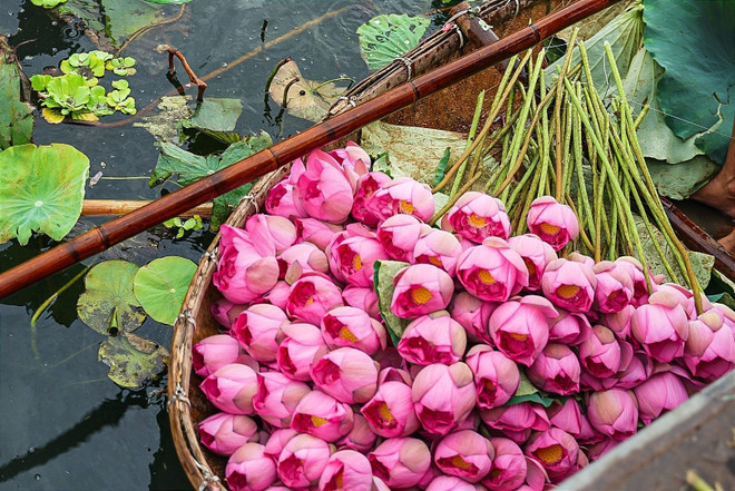 Les lotus doivent être cueillis de bon matin. Il faut choisir des fleurs qui sont à peine épanouies. Photo : VNA 3 (2).jpg