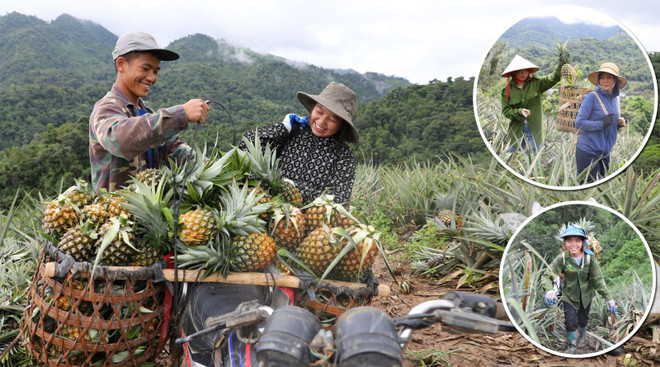 Les ananas aident les habitants de la commune de Muong Nha, province de Diên Biên, à éliminer la faim et à réduire la pauvreté. Photo: VNA dua.jpg
