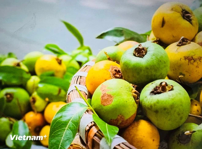 Le diospyros decandra. Photo: VietnamPlus qua-thi-3656.jpg.jpg