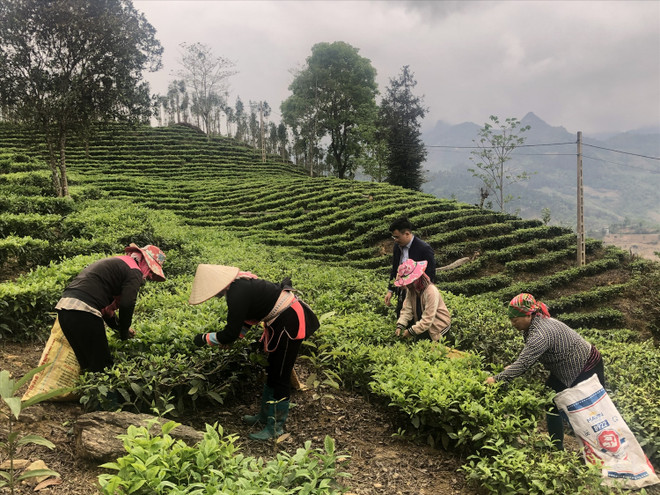 Le théier est véritablement un arbre qui aide à éliminer la faim et réduire la pauvreté pour les habitants de Lung Khâu Nhin, selon Dang Công Huân. Photo: baodantoc.vn che.jpg