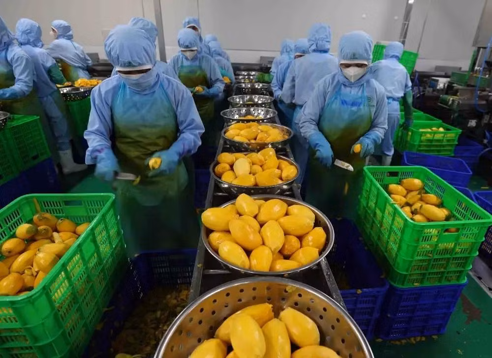 commerce fruits.webp