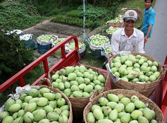 Les Sud-Coréens friands de fruits du Vietnam ảnh 1 Les Sud-Coréens friands de fruits du Vietnam ảnh 1