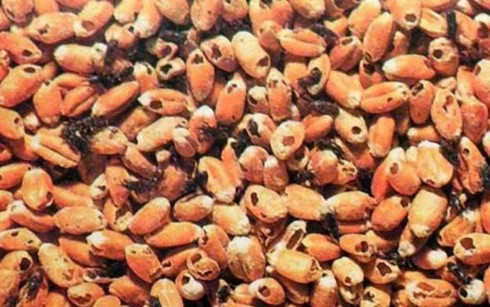 Le Vietnam suspendra ses importations de cinq produits agricoles d'Inde ảnh 1 Le Vietnam suspendra ses importations de cinq produits agricoles d'Inde ảnh 1