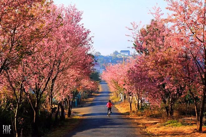 Annulation de la fête des fleurs de cerisiers de Da Lat ảnh 1 Annulation de la fête des fleurs de cerisiers de Da Lat ảnh 1
