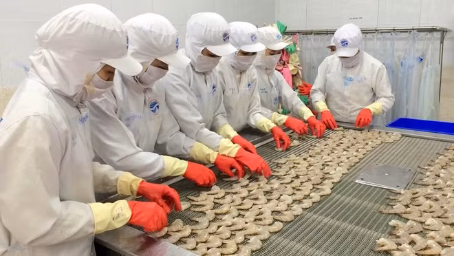 Un bon signe pour les exportateurs vietnamiens de crevettes ảnh 1 Un bon signe pour les exportateurs vietnamiens de crevettes ảnh 1