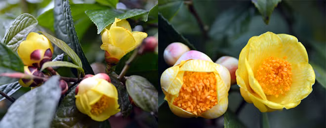 Quang Ninh: ouverture du festival du camélia à fleurs d'or ảnh 2