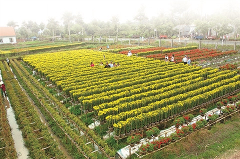 Voyage dans le delta du Mékong avant le Têt du Singe ảnh 1 Voyage dans le delta du Mékong avant le Têt du Singe ảnh 1