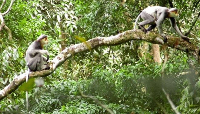 Quang Nam lance un projet de protection de primates en voie de disparition ảnh 1 Quang Nam lance un projet de protection de primates en voie de disparition ảnh 1